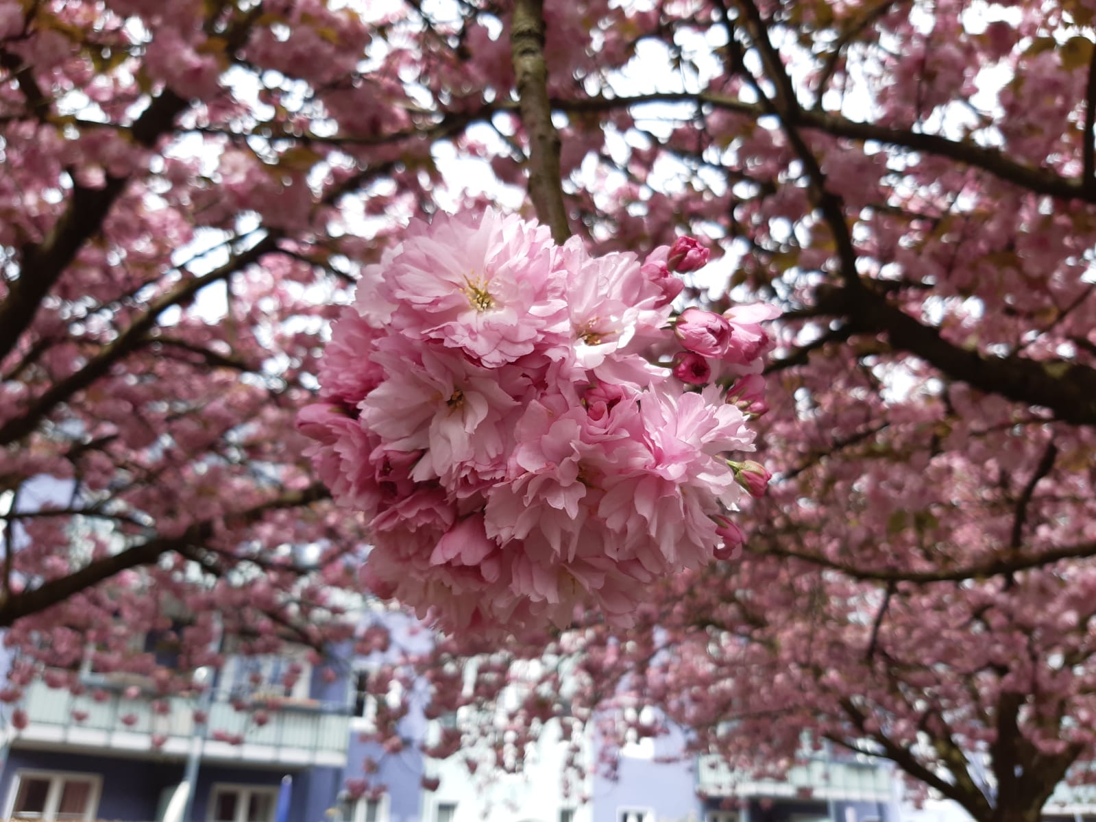 Radtour zur Kirschblüte in Bielefeld