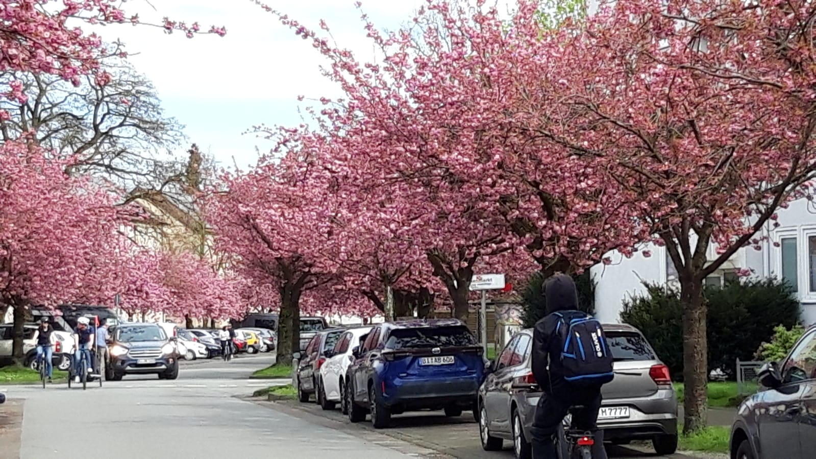 Radtour zur Kirschblüte in Bielefeld